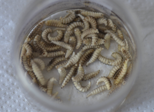 Charakterystyczne larwy gatunku Chrysomya albiceps zabezpieczone podczas sekcji zwłok, źródło: Rafał Skowronek